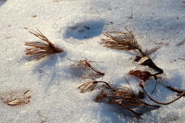 雪和<strong>松枝</strong>的<strong>特写</strong>