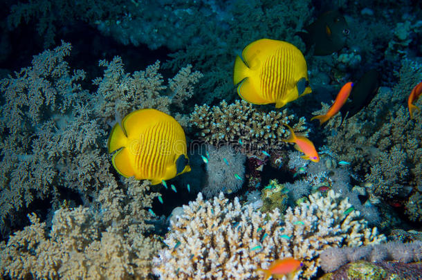 珊瑚礁上的鱼和珊瑚