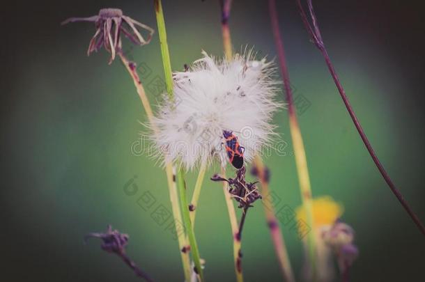 [电影]虫虫特工队;虫虫<strong>总动员</strong>;