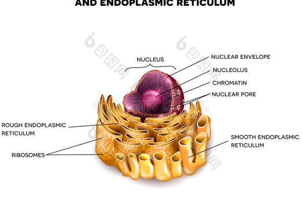 细胞核和内质网