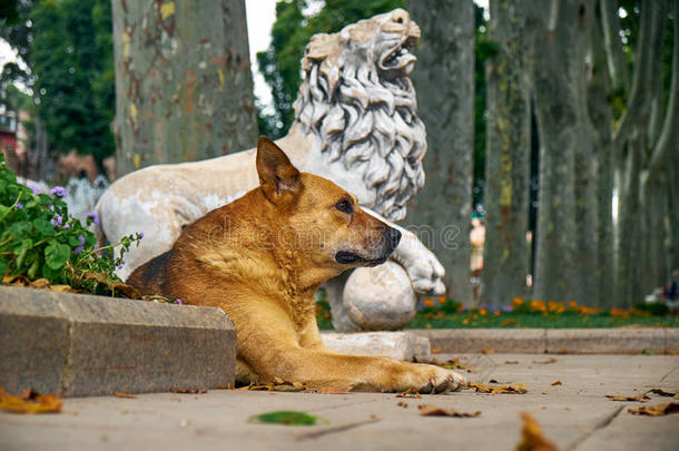古尔哈内公园，一只<strong>姜黄色</strong>的狗在狮子雕像旁休息。是