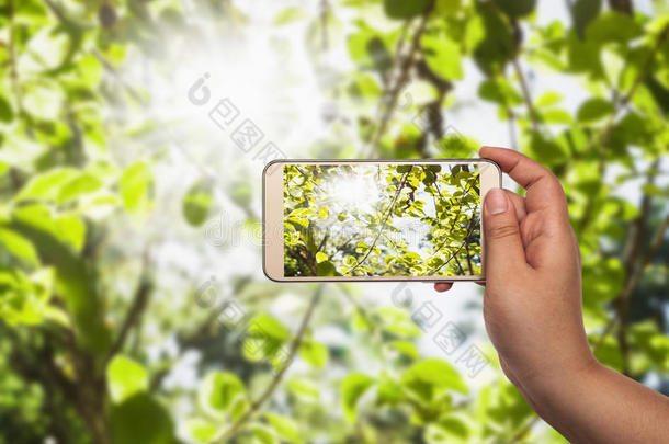 绿叶与阳光在智能手机模糊的背景