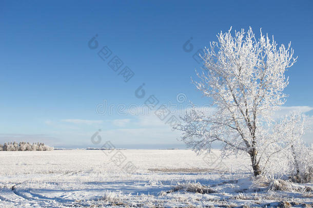 <strong>冬天</strong>被霜覆盖的树