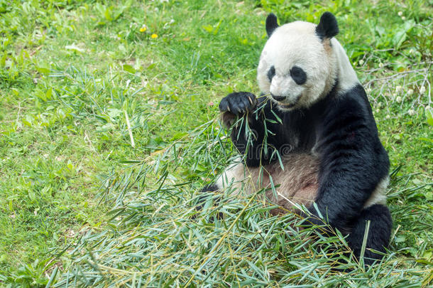 <strong>大熊猫</strong>一边吃竹子