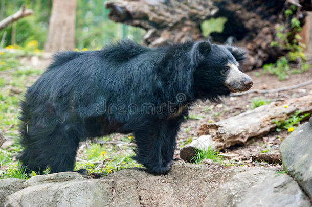懒散亚洲黑熊