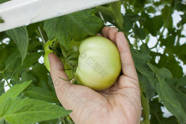 <strong>绿色</strong>和#x28；年轻和#x29；西红柿从农场在手