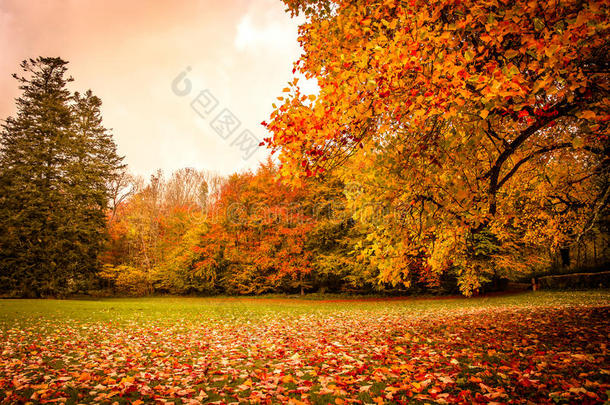 秋天的叶子在公园的一棵树下