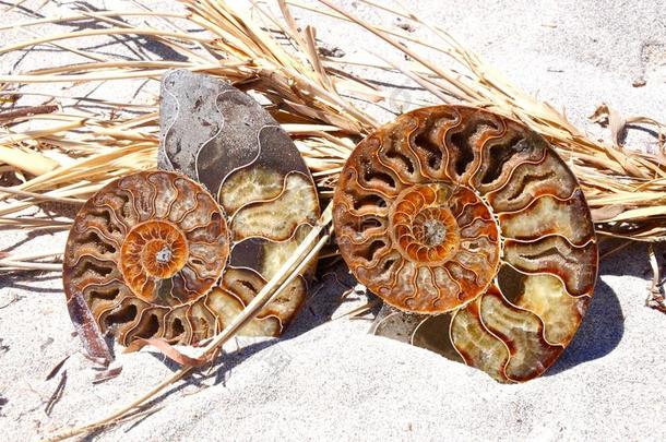 化石壳：菊石