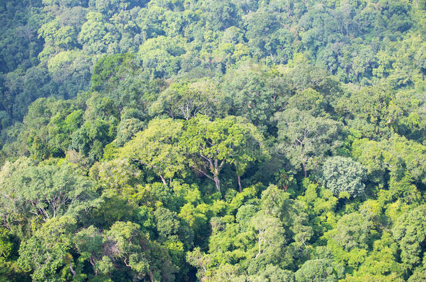 泰国丰富森林的鸟瞰图