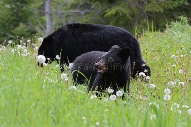 美国黑熊幼崽与成人吃蒲公英
