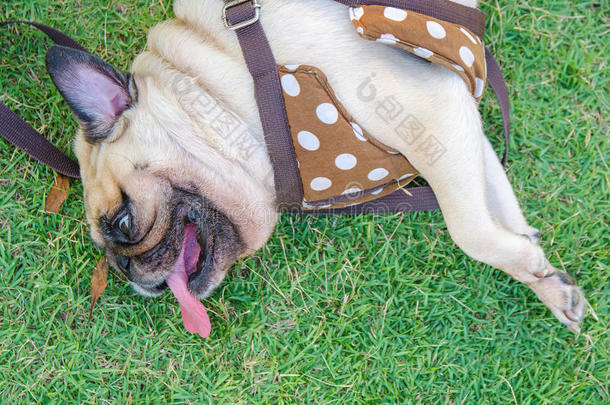 可爱的小狗的特写脸，睡在公园的草地上，睡在草地上，打鼾，张大嘴巴