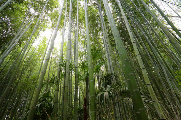 竹林，竹林在荒山，京都