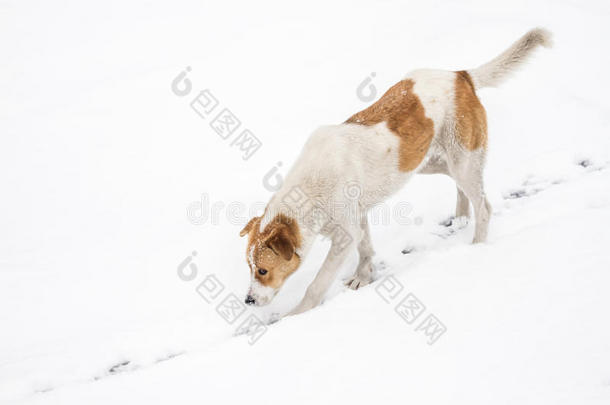 在雪地里<strong>遛狗</strong>和猎<strong>狗</strong>