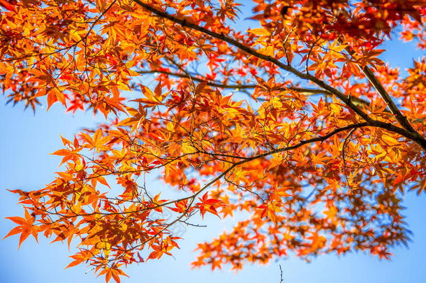 五颜六色的枫树在<strong>托福</strong>吉寺，日本京都，日本