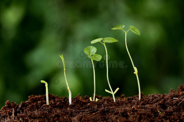 反对农业豆开始植物学