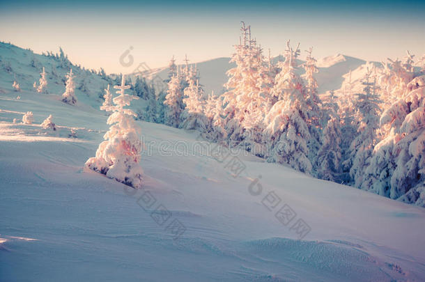 蓬松的雪在山上太阳的第一缕阳光中发光