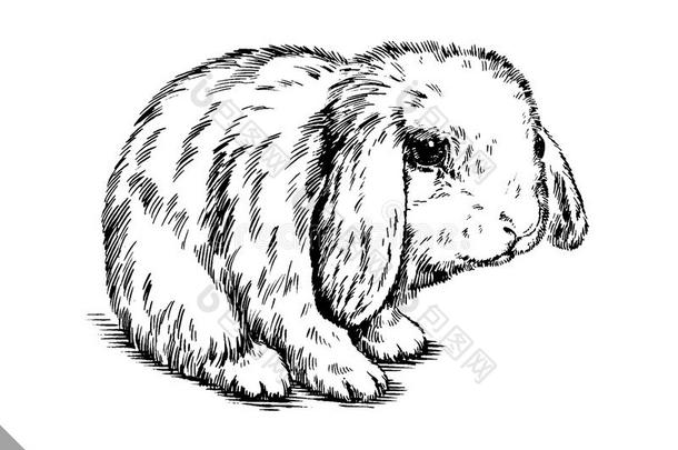 画笔墨水画孤立的兔子插图