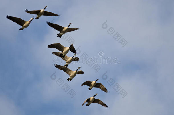 一群加拿大大雁在蓝天上飞翔