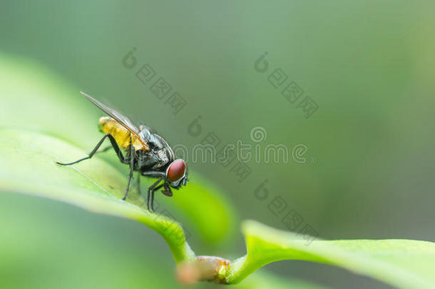 一张绿叶苍蝇的微距照片。活蝇。昆虫特写