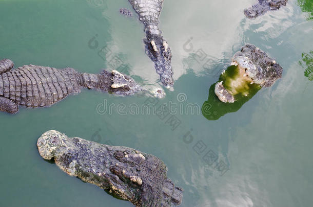一条大型淡水鳄鱼，水中可怕的鳄鱼。