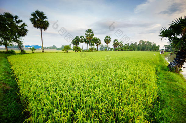 清晨的棕榈树景观