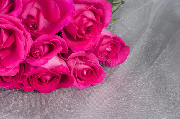 灰色薄纱背景上明亮的粉红色玫瑰