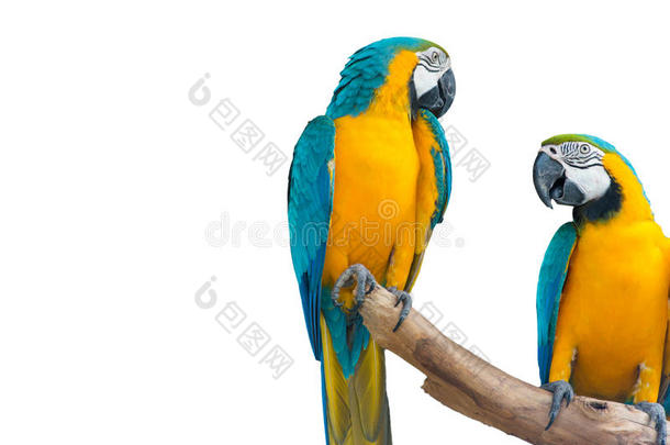 蓝黄色金刚鹦鹉（ara ararauna），也被称为蓝金刚鹦鹉
