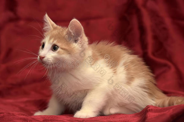 可爱的红白猫