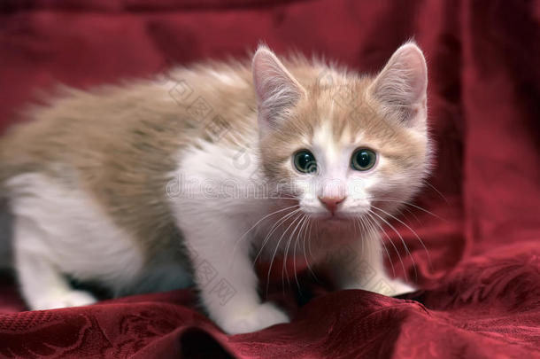 可爱的红白猫