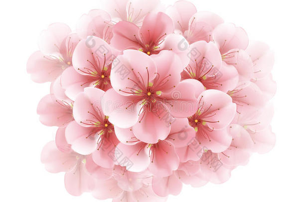 樱花盛开的白色树枝-日本樱桃树。 美丽的粉红色樱花