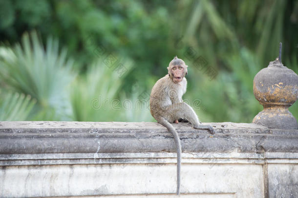 眼睛接触猴子坐在墙上，猴子泰国