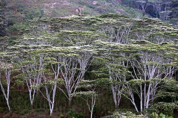 亚洲东部帝汶东帝汶森林景观
