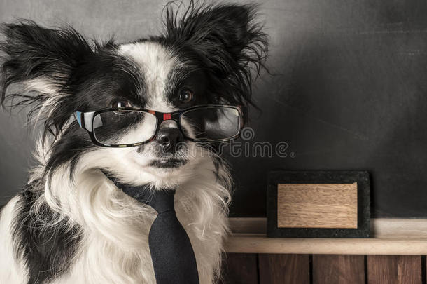 狗作为学校老师戴着眼镜和领带