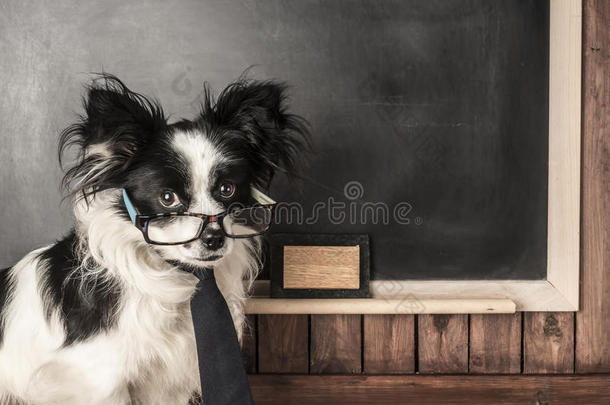 狗作为学校老师戴着眼镜和领带