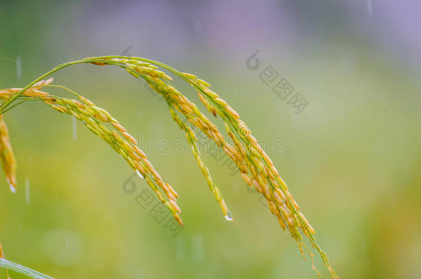 成熟水稻