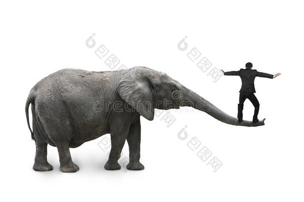 商人在大象鼻子上平衡