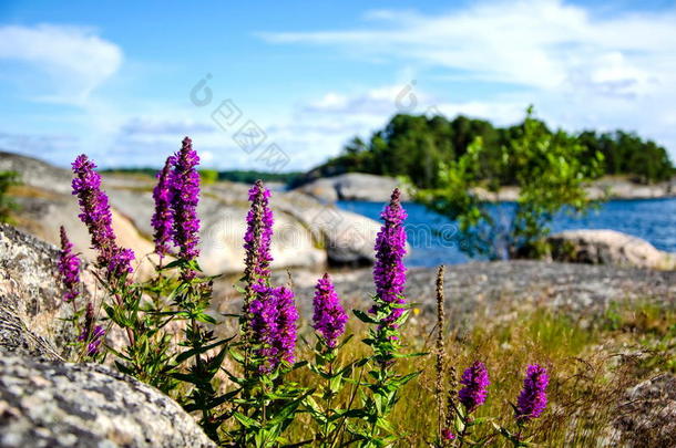 斯德哥尔摩群岛上的花