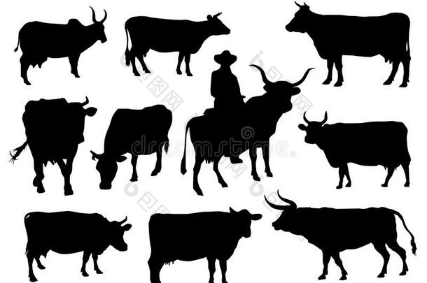 公牛和牛的轮廓