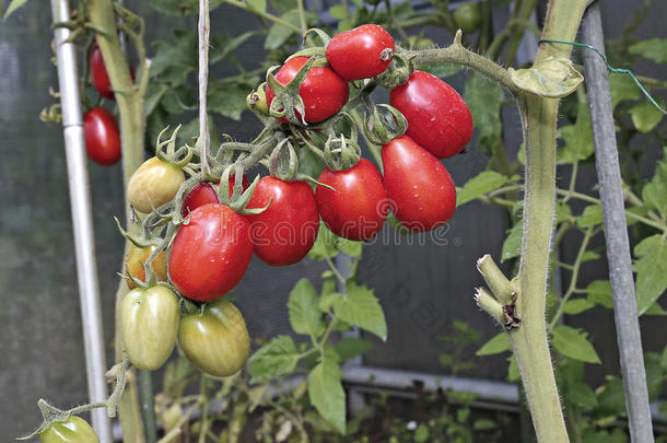 一堆椭圆形的红色西红柿
