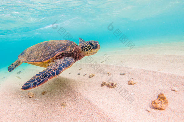 夏威夷绿海龟