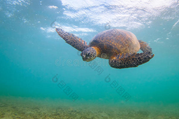 夏威夷绿海龟