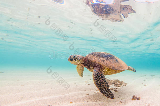 夏威夷绿海龟