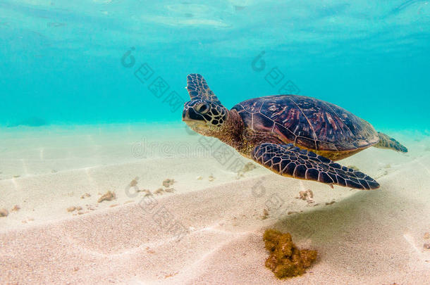 夏威夷绿海龟