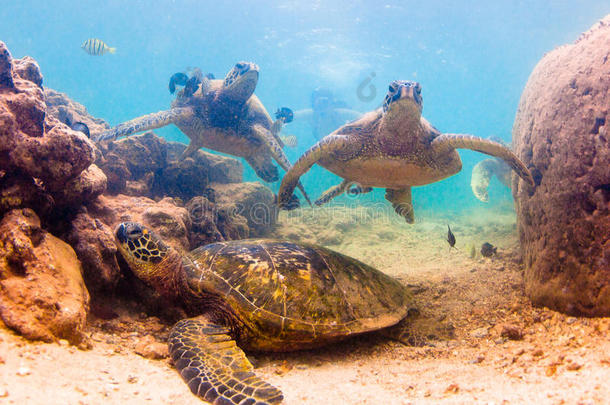 夏威夷绿海龟