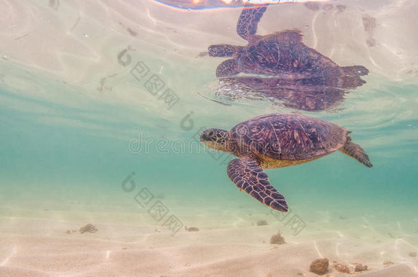 夏威夷绿海龟