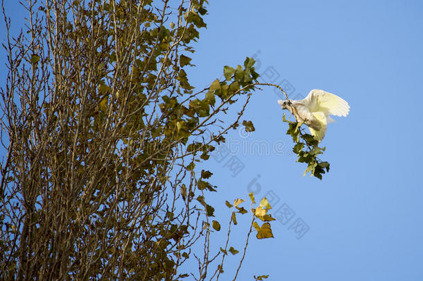 澳大利亚科雷<strong>拉</strong>在深秋飞到杨树枝上。