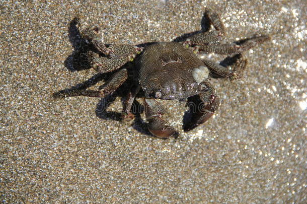 沙子上的螃蟹，2014年夏天