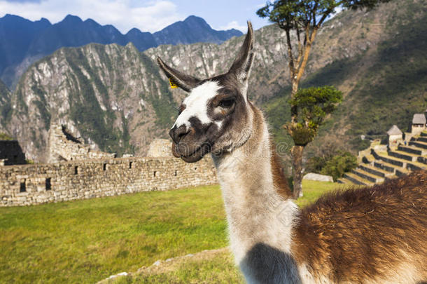 马丘比丘的羊驼，秘鲁历史保护区和一只狼