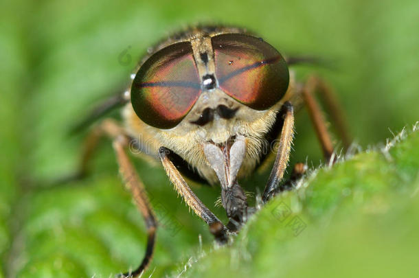 带眼睛的棕色马蝇（tabanas bromius）迎面<strong>而来</strong>