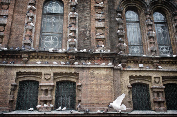 哈尔滨<strong>圣索菲亚</strong>大教堂的鸽子，中国